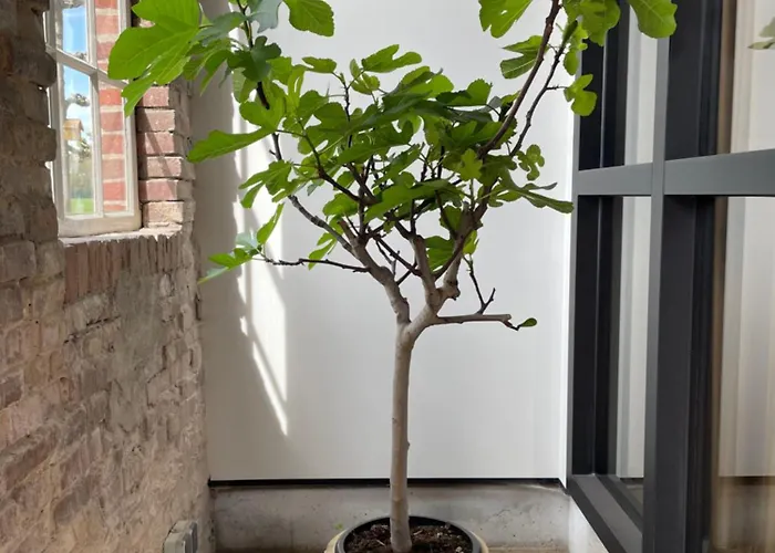 De Windpeluw - Daar Bij Kempermolen Breedenbroek